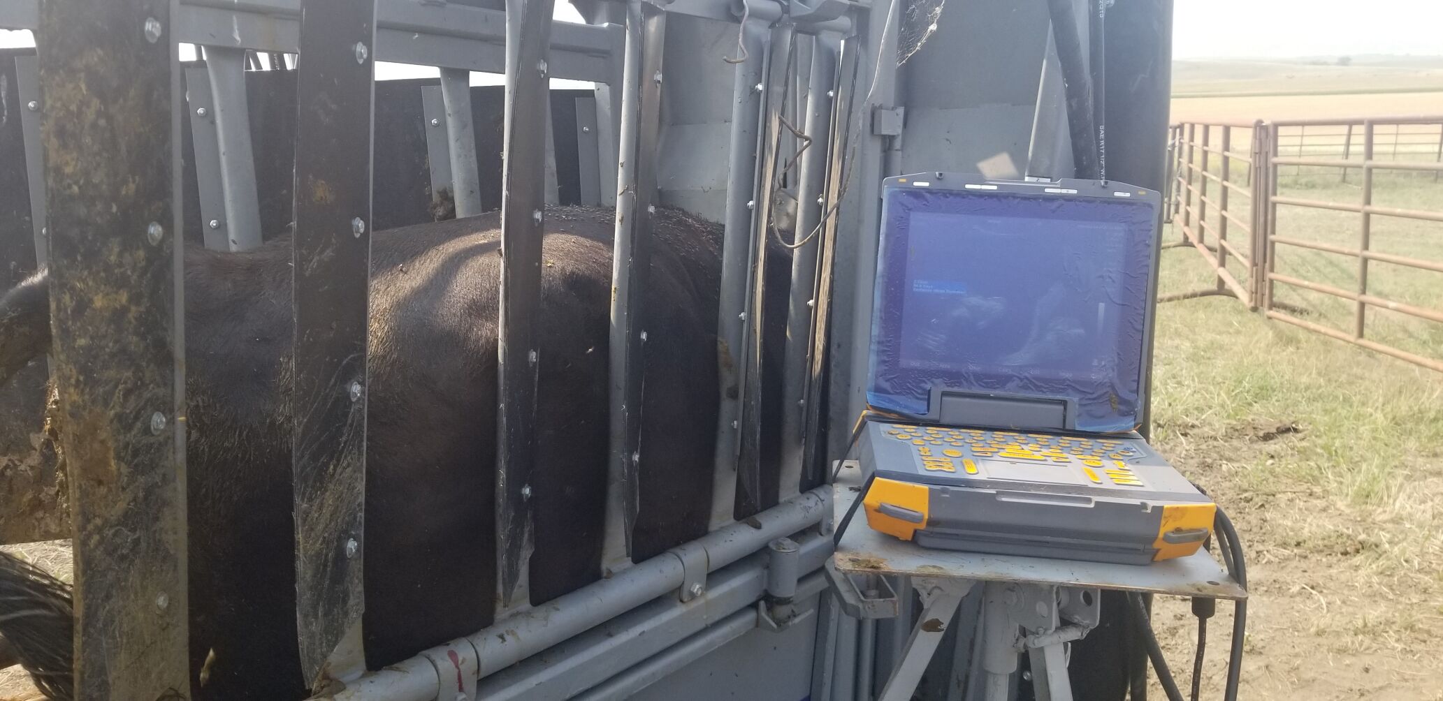 CC Preg Check Cow